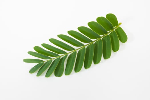 Tamarind leaf isolated on white background