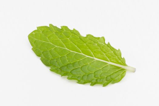 fresh mint leaf isolated on white background