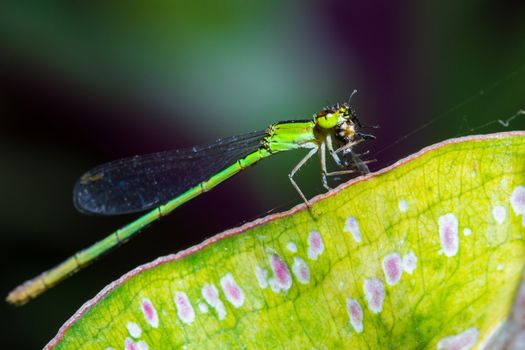 Resting green dragonfly eating spider on leaf