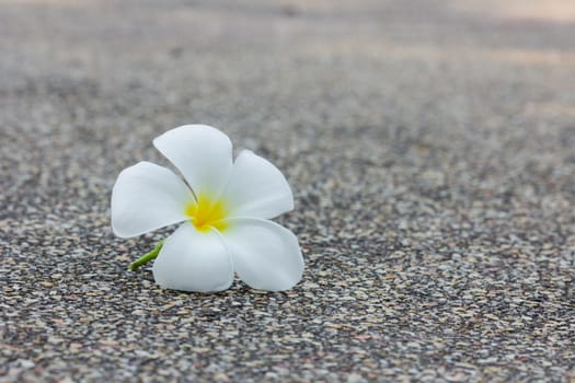 white plumeria flower on concrete texture