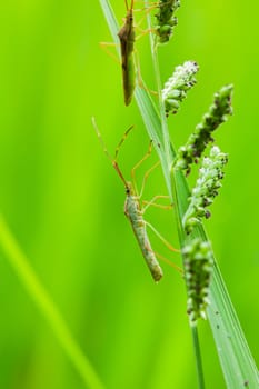 bug on green leaf in Thailand