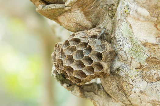 Macro of empty vespiary on a tree in Thailand