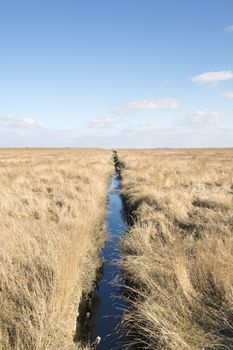 Dune grass and ditch in northern Germany on a sunny day with blue sky