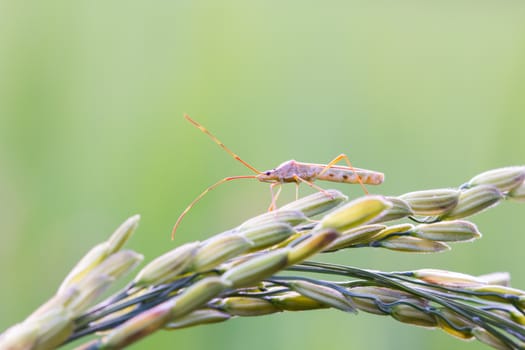 insect on an ear of rice