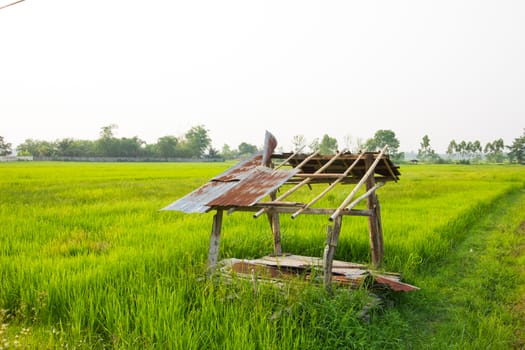 Abandoned wooden cottage among green rice field in Chiang Rai, Thailand