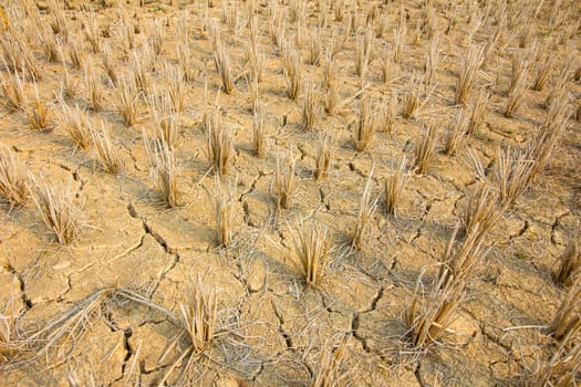 rice stubble with mudcrack in ricefield in Thailand