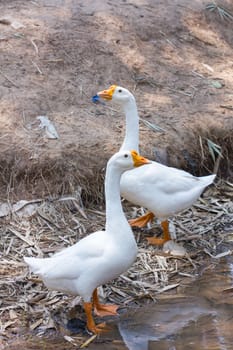 White geese by a river in Thailand