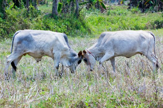 Bull fight on the ricefield in Thailand