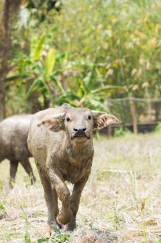 buffalo chasing the photographer who shoot it in ricefield, Thailand