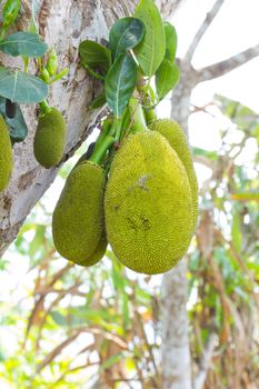 Jackfruit on tree