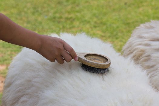 woman use comb brushing sheep wool in Thailand