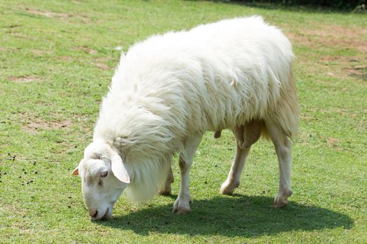 White Woolly Sheep Grazing in a field in Thailand