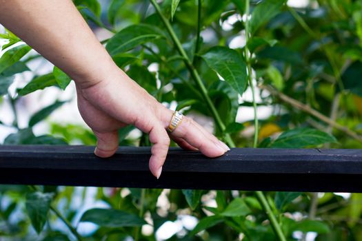 man's hand with expensive ring on banister with background of green leaves