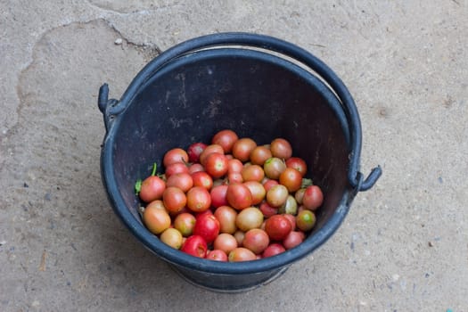 tomatoes in black bucket on floor of concrete