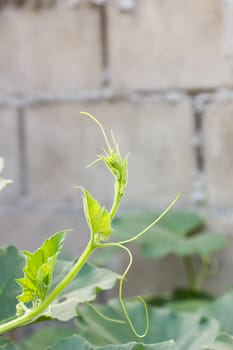 A young squash pumpkin in a garden in Thailand