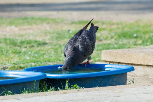 pigeon drinks water in a blue bowl in summer in Thailand