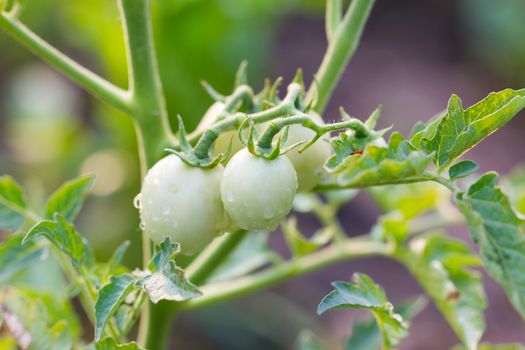 white tomatoes on tree. Agriculture concept.