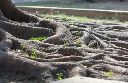 Strong roots of old trees in Thailand