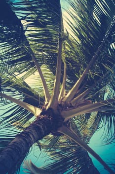 Retro Filtered Palm Tree Detail In Hawaii