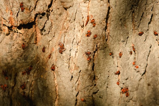 Grunge wood texture with bugs. Closeup. Autumn day