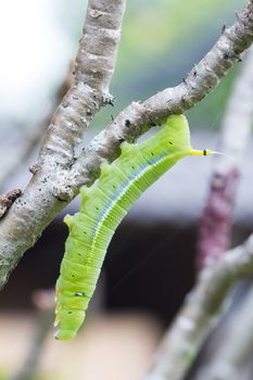 green caterpillar on a tree branch