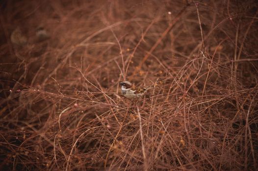 one sparrow bird in bush without leafs 