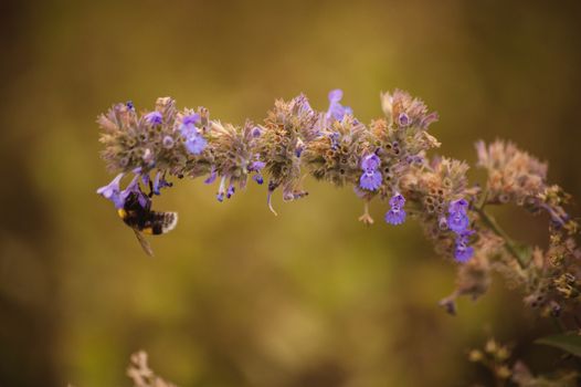 bumblebee sitting on purple flower close up 