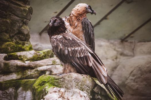pare of vulture birds siting on rock