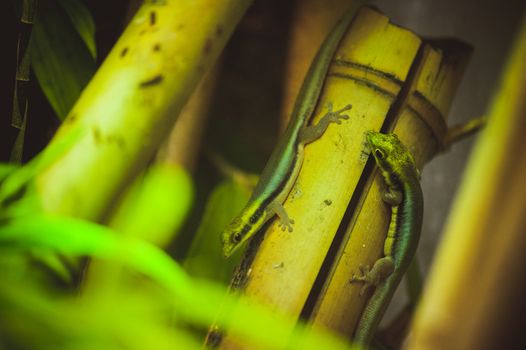 two green lizard on bamboo close up 