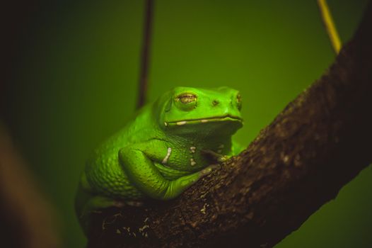 green frog sleeping on branch close up 