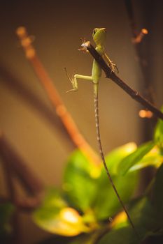 green lizard with very long tail on branch 