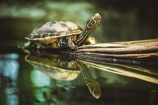 young turtle sitting on branch reflection in water