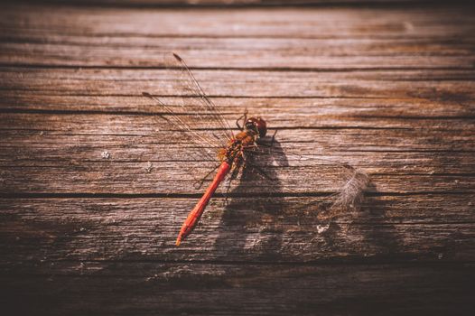 orange dragonfly on wooden texture close up 