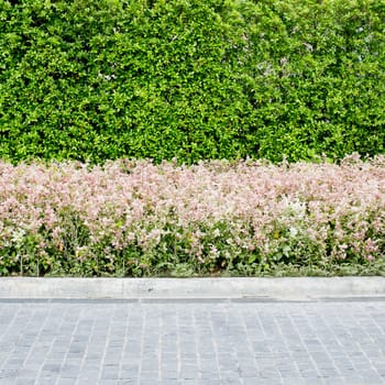 walkwayand pink flowers with green plants background