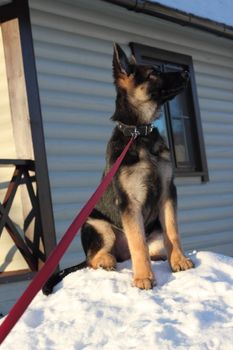 Beautiful German Shepherd puppy near the house