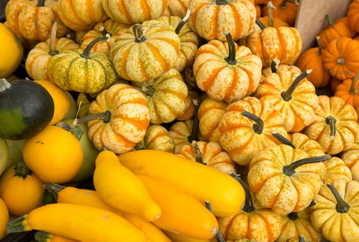 Organic Punpkins from a local market