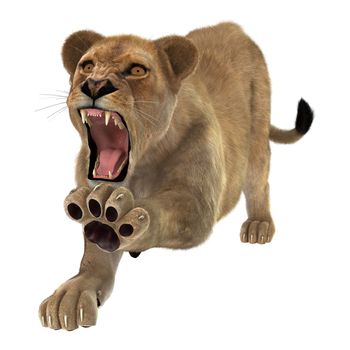 3D digital render of an angry roaring female lion isolated on white background