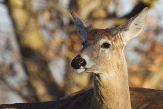 White Tailed Deer in the Wild lloks at camera.