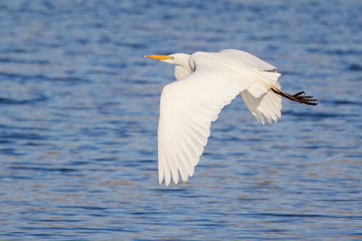 Great White Egret Flying to a new fishing location