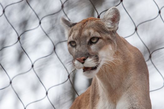 Mountain Lion- Puma - Cougar close up with fence.
