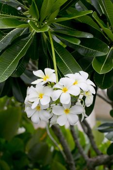 white and yellow frangipani flowers with leaves in background