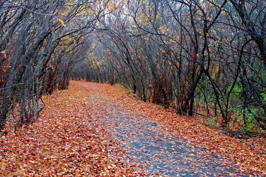 High Dynamic Range image of a forest.