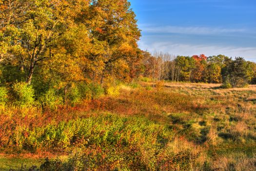 High Dynamic Range image of a forest.