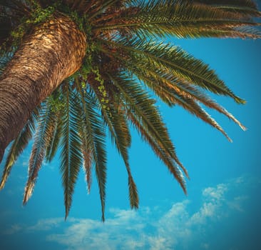 Kroon palms against the blue sky, instagram image style