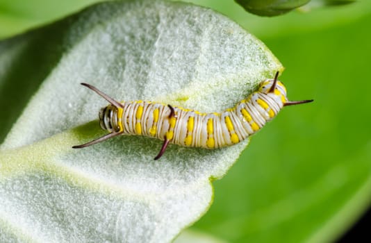 Close up white with yellow stripes caterpillar eating leaf of calotropis. Larva of Plain Tiger butterfly (Danaus chrysippus)