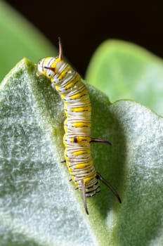 Close up white with yellow stripes caterpillar eating leaf of calotropis. Larva of Plain Tiger butterfly (Danaus chrysippus)