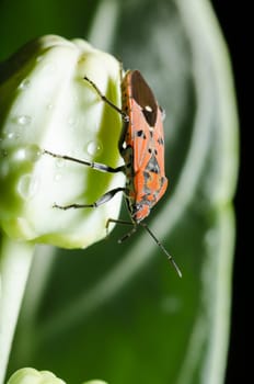 Close up red Milkweed Bug ( Spilostethus pandurus ) on calotropis flower