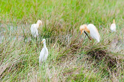 Cattle Egret (Bubulcus ibis) birds standing in a swamp on a meadow looking for food to eat.