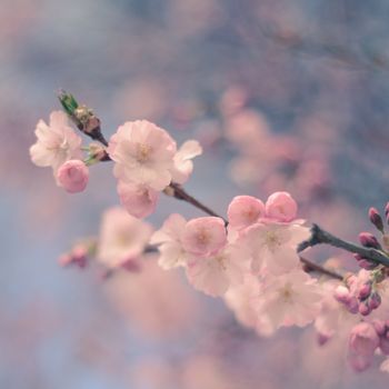 Pastel Retro Filter Pink Cherry Blossom Branch For Spring