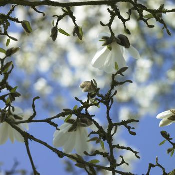 White Magnolia and blue sky